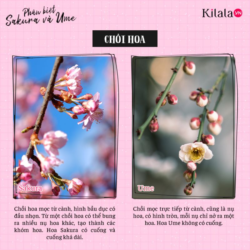phân biệt sakura và ume